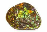 Iridescent Ammolite (Fossil Ammonite Shell) - Rainbow Colored #336277-1